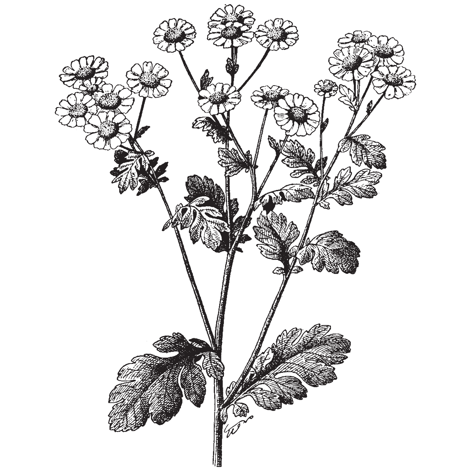 Feverfew Extract (Clinical-Grade)